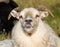 Cute big white ram sheep puts out its tongue and teases. Iceland.