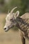 Cute bighorn sheep.