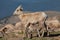 Cute Bighorn Sheep Lamb Nursing