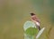 Cute bird called Siberian stonechat sitting on leaves