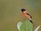 Cute bird called Siberian stonechat sitting on leaves