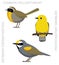 Cute Bird Common Yellowthroat Prothonotary Warbler Set Cartoon Vector