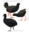 Cute Bird Coot Moorhen Set Cartoon Vector