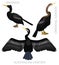 Cute Bird Darter Anhinga Set Cartoon Vector