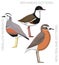 Cute Bird Dotterel Set Cartoon Vector