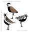 Cute Bird Golden Plover Lapwing Set Cartoon Vector