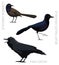 Cute Bird Grackle Fish Crow Set Cartoon Vector