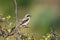 Cute bird the great grey shrike on tree branch