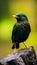 Cute_bird_Green_Broadbill_Calyptomena_viridis_rest_on_1690600030706_4