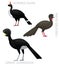 Cute Bird Guan Curassow Set Cartoon Vector