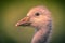 Cute bird Head of Greylag goose chick in vintage colors