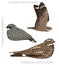 Cute Bird Nighthawk Nightjar Poorwill Set Cartoon Vector