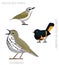 Cute Bird Ovenbird American Redstart Set Cartoon Vector