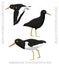Cute Bird Oystercatcher Set Cartoon Vector