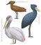 Cute Bird Pelican Shoebill Stork Hamerkop Set Cartoon Vector