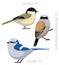Cute Bird Penduline Tit Set Cartoon Vector