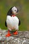 Cute bird on the rock cliff. Atlantic Puffin, Fratercula artica, artic black and white cute bird with red bill sitting on the rock