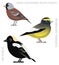 Cute Bird Rosy-Finch Bobolink Grosbeak Set Cartoon Vector