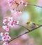 Cute bird sitting on blossom tree branch