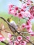 Cute bird sitting on blossom tree branch