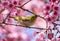 Cute bird sitting on blossom tree branch