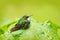 Cute bird sitting on the green leave, small bird in the green leaves, animal in the nature habitat, mountain tropic forest, wildli