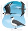 Cute Bird Skua Jaeger Set Cartoon Vector