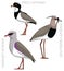 Cute Bird Southern Lapwing Set Cartoon Vector