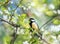 Cute bird tit sings a beautiful song in spring garden on branch