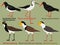 Cute bird vector illustration set, Australian Oystercatcher, Black-winged stilt, Lapwing