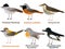 Cute bird vector illustration set, Blackcap, Redstart, Song thrush, Firecrest, Flycatcher