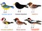 Cute bird vector illustration set, blue tit, goldfinch, woodpecker, Hawfinch, Blackbird, Sparrow