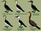 Cute bird vector illustration set, Great cormorant, Little pied, Little black, Australian pied, Black-faced, Australasian darter