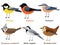 Cute bird vector illustration set, Great tit, Nuthatch, Bullfinch, White wagtail, Eurasian wren, European, crested tit