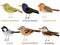 Cute bird vector illustration set, Greenfinch, Robin, Starling, Chaffinch, Coal tit, Brambling