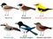 Cute bird vector illustration set, Nutcracker, Oriole, Marsh tit, Magpie, Penduline tit, Eurasian jay