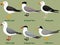 Cute bird vector illustration set, Pacific gull, Little tern, Silver gull, Kelp gull, Caspian tern, Crested Tern