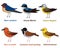 Cute bird vector illustration set, Swallow, Martin, Wagtail, Crossbill, Reed bunting, Yellowhammer