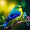 Cute birds. Beautiful tanager Blue-naped Chlorophonia Chlorophonia cyanea exotic tropical green songbird from Colombia