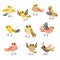 Cute Birds Collection