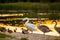 Cute birds near water