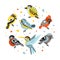 Cute Birds Set, Cute Small Birdies in Circular Shape Cartoon Vector Illustration