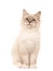 Cute birman young sitting cat