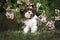 cute biro york dog posing with blooming acacia outdoors