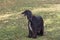 Cute black afghan hound is standing on a green grass in the autumn park. Eastern greyhound or persian greyhound. Pet