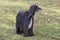 Cute black afghan hound is standing on a green grass in the autumn park. Eastern greyhound or persian greyhound. Pet