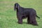 Cute black afghan hound is standing on a green grass in the autumn park. Pet animals. Five years old