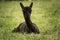 Cute black alpaca baby sitting on the grass