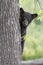 Cute Black Bear Cub