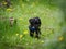 Cute black bolonka puppy curiously walks through nature